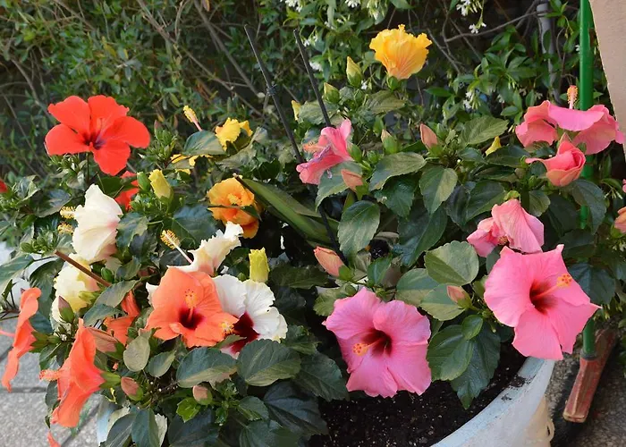 Mantovani Mariu Rimini