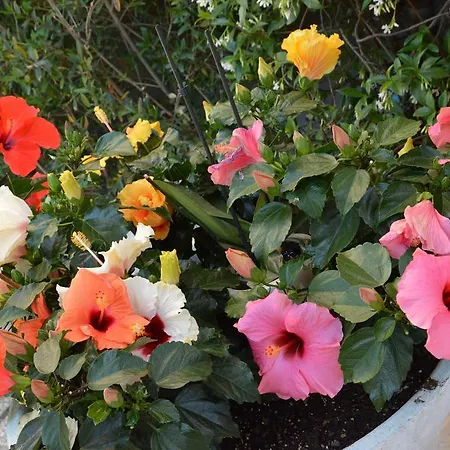 Mantovani Mariu Римини